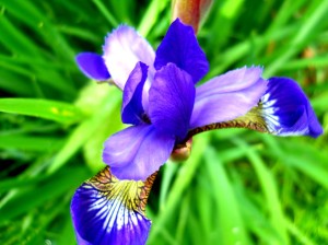 beutiful-purple-iris