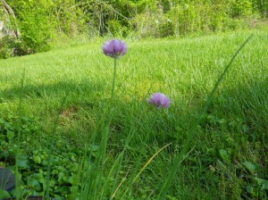 chives-purple-blooms