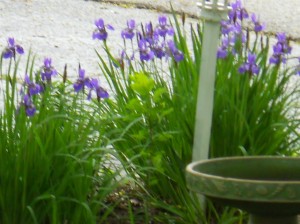 japanese-iris