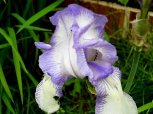 lavender-white-iris
