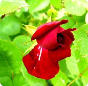 single-red-rosebud