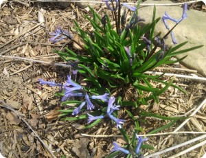 More Hyacinths