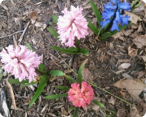 Hyacinths Are Blooming