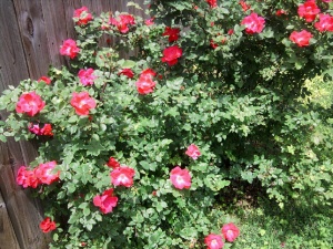 rose-knockout-may-2013