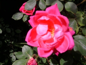 rose-pink-closeup