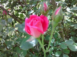 rosebud-pink