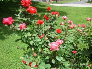 roses-red-pink-knockout-may-2013