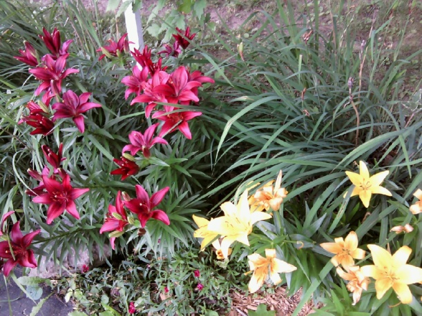 red and yellow lillies