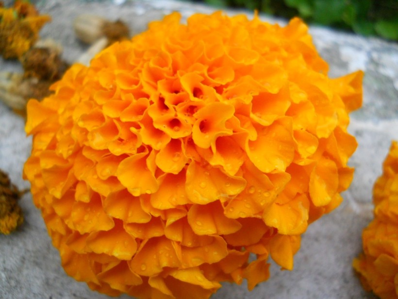 Large Marigold