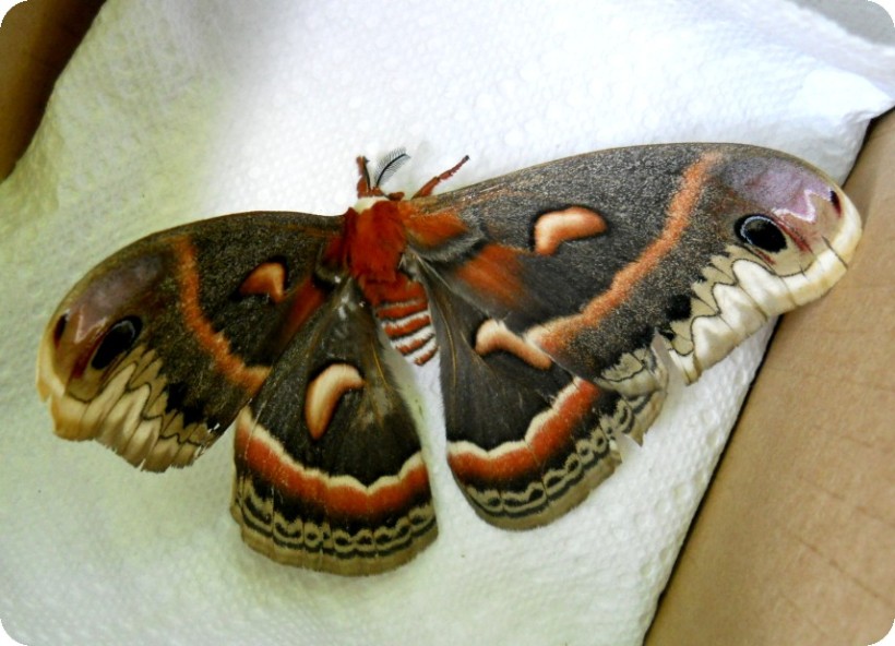 giant moth -2-sm