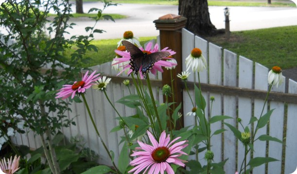 Swallowtail Butterfly on Pink Coneflower