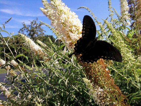 black butterfly-white butterfly bush