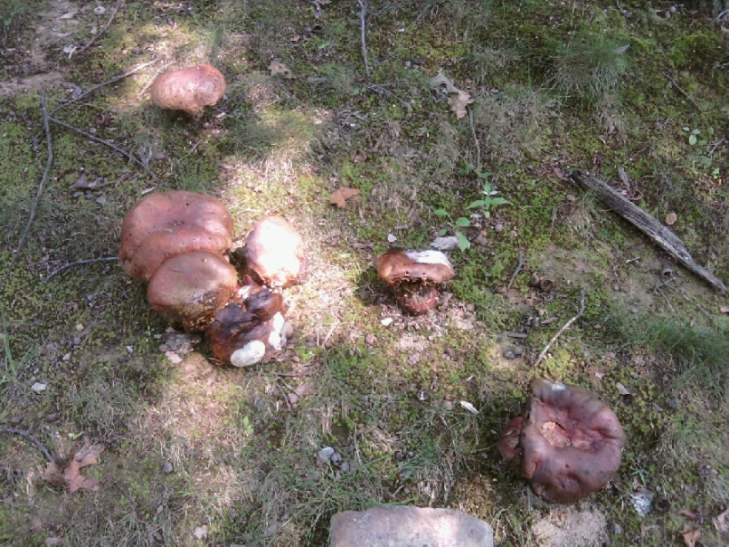 Mushrooms/Fungi???