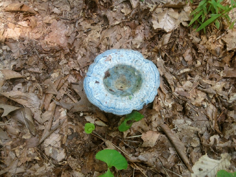 beautiful blue mushroom