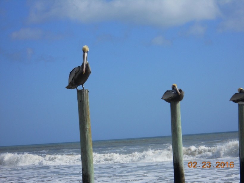 pelicans3